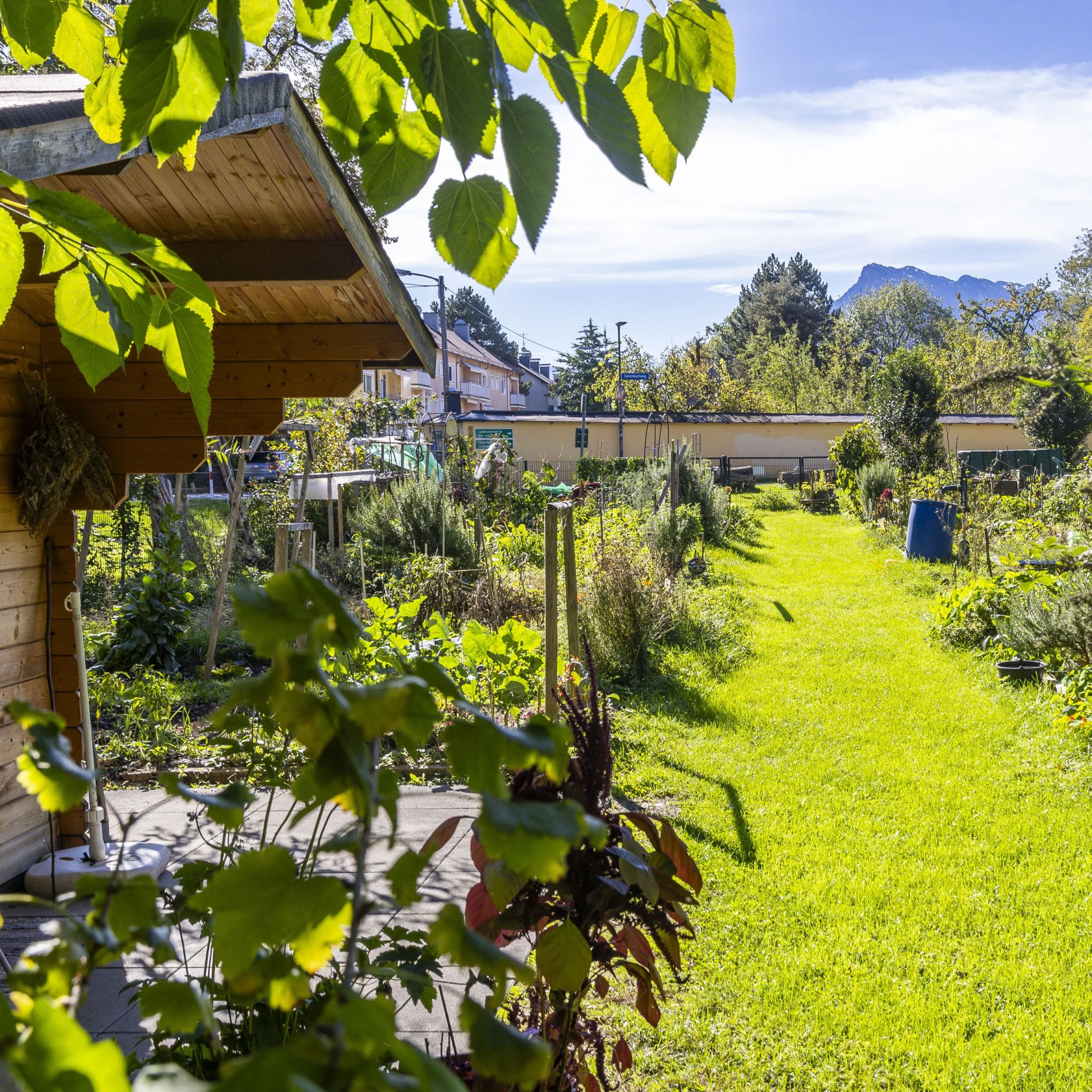 großer Garten mit Gartenhütte mit vielen Kräutern und Sträuchern in Lehen